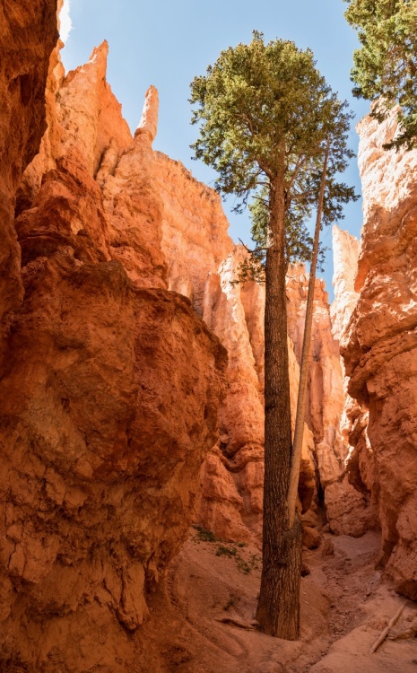 NP Bryce Canyon