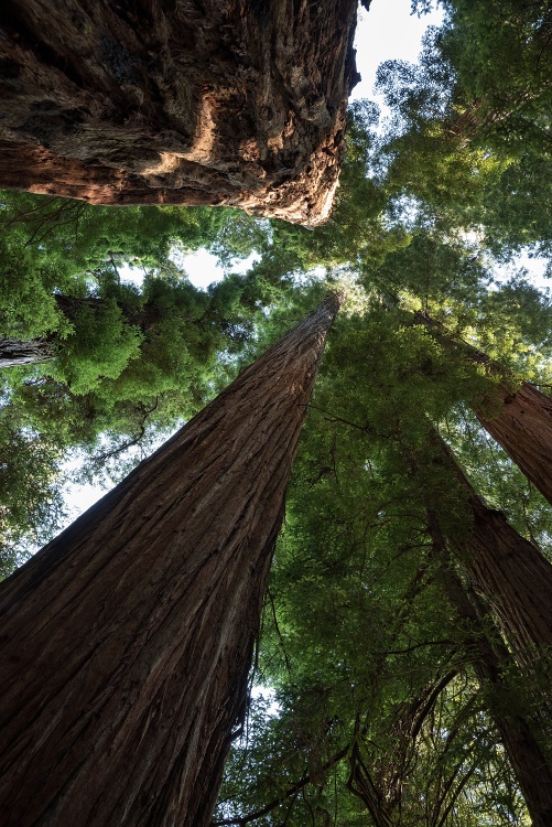 SP Jedediah Smith Redwoods